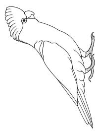 Pink cockatoo