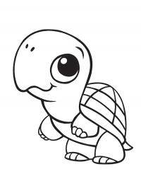 Cute turtle