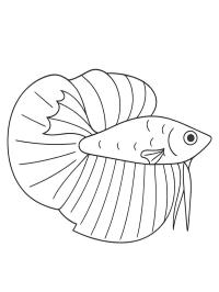 Betta Fish