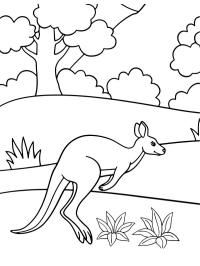 Jumping kangaroo