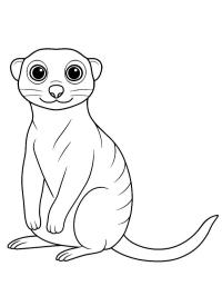 Meerkat
