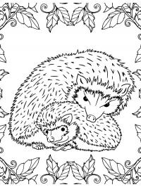 Two hedgehogs