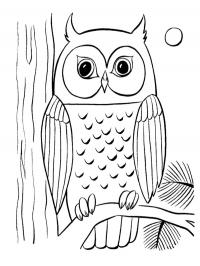 Owl in the tree