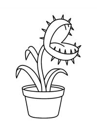 Venus flytrap