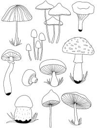 Various mushrooms