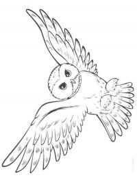 Flying owl