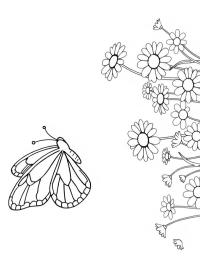 Butterfly flies above daisies