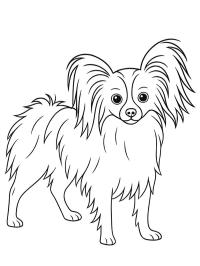 Papillon dog