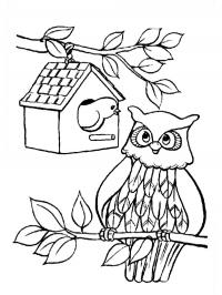 Bird and owl