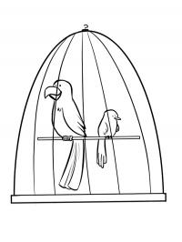 Birds in a birdcage