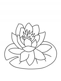 Water lily blossom