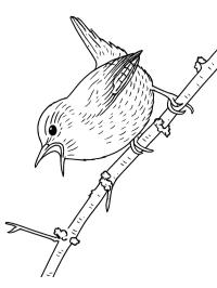 Eurasian wren
