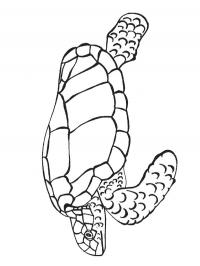 Teacher Turtle coloring page