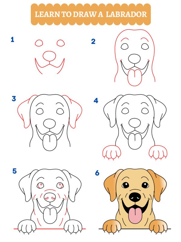 How to draw a Labrador