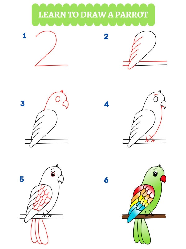 How to Draw a Parrot