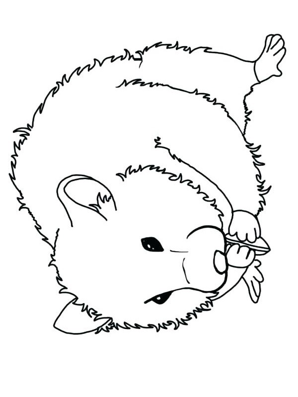 hamster Coloring page
