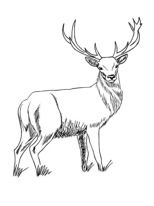 Deer Coloring page