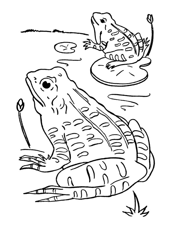 Frogs Coloring page