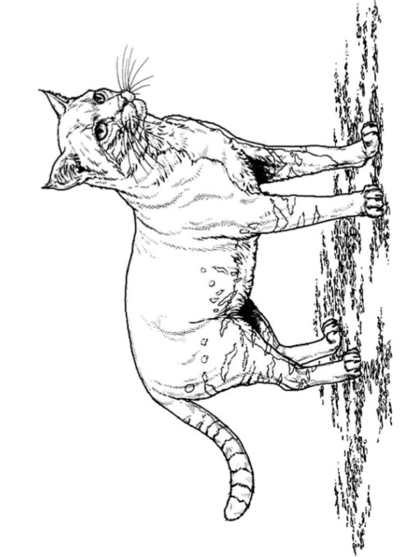 Kitten Coloring page