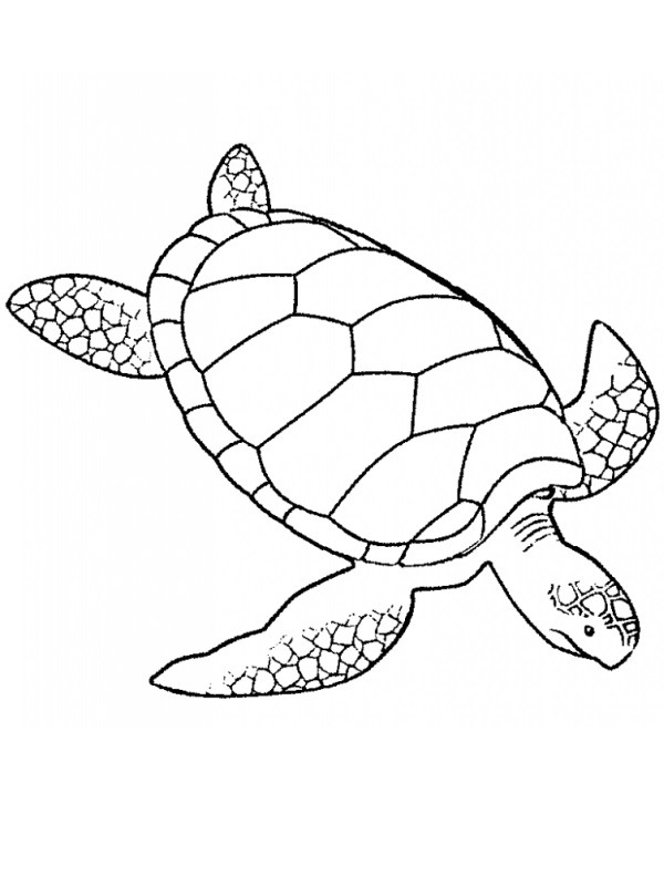 sea turtle Coloring page