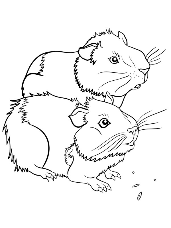 two guinea pigs Coloring page