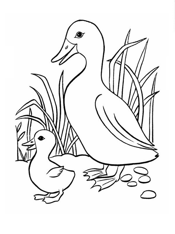 Two ducks Coloring page