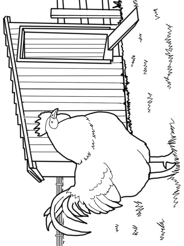 Chicken Coloring page