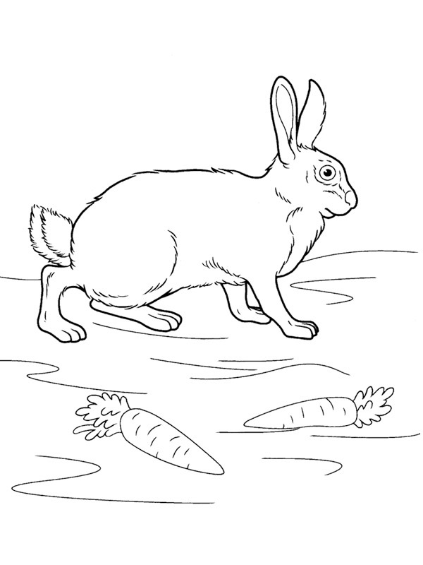 Rabbit Coloring page