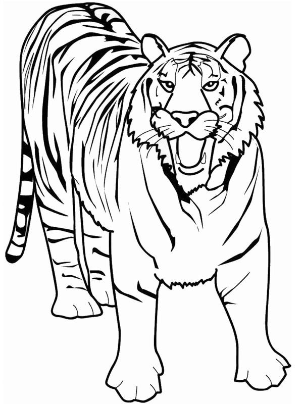 Tiger Coloring page