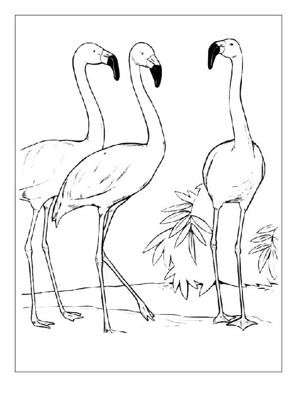 Three Flamingos Coloring page