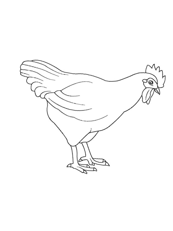 Chicken Coloring page