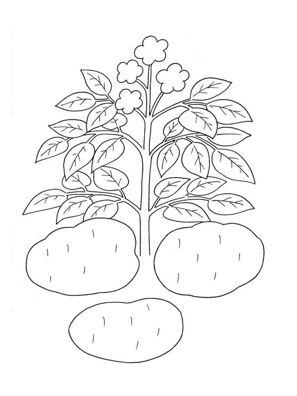 Potato plant Coloring page