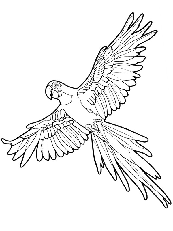 Macaw parrot Coloring page