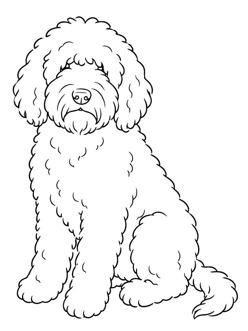 Barbet Dog Coloring page