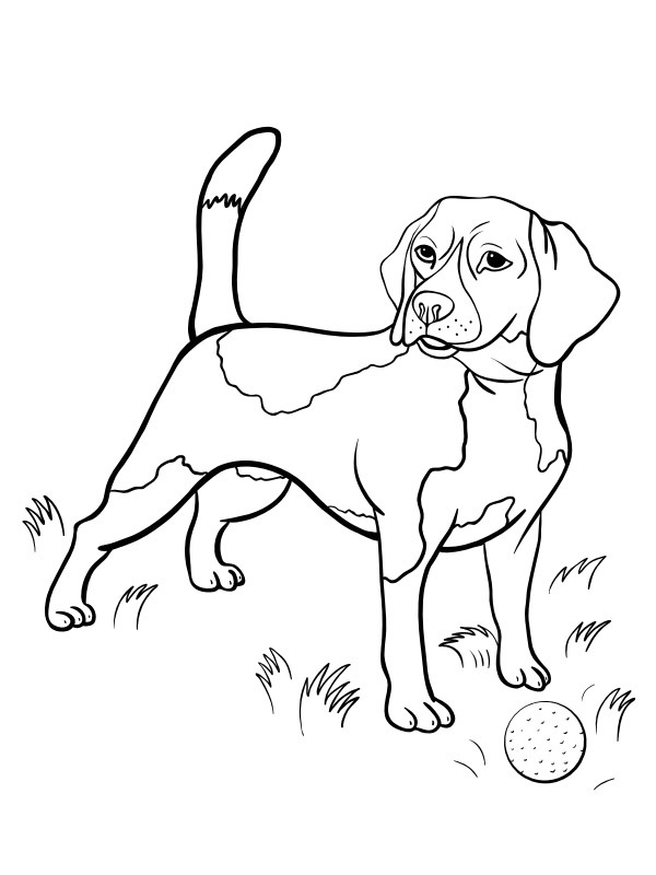 Beagle Coloring page