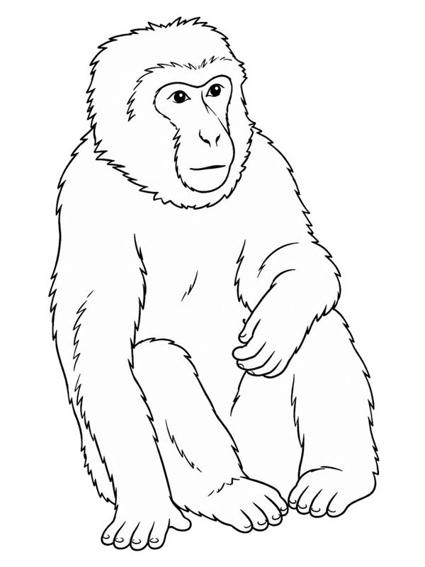 Barbary macaque Coloring page