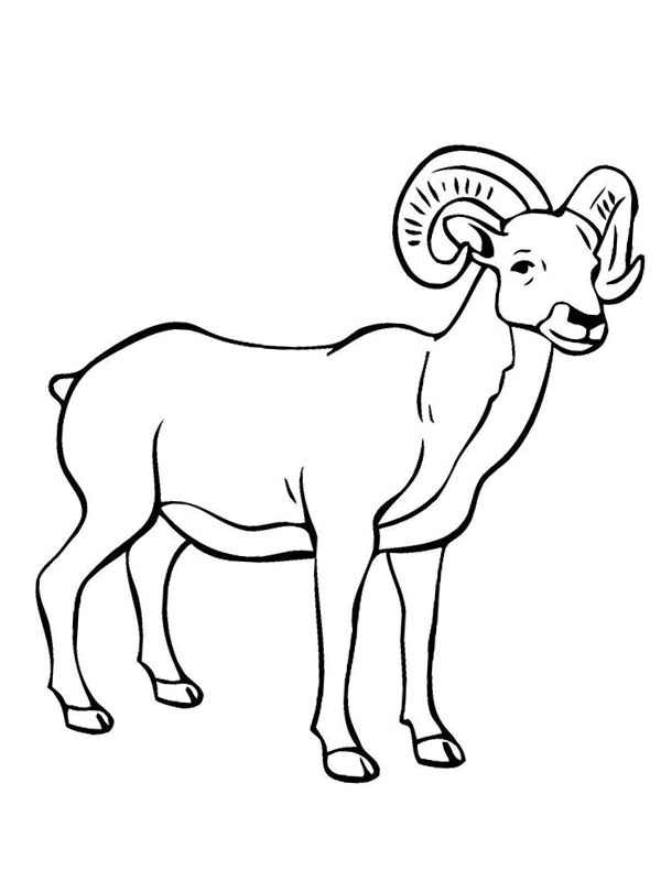 Mountain goat Coloring page