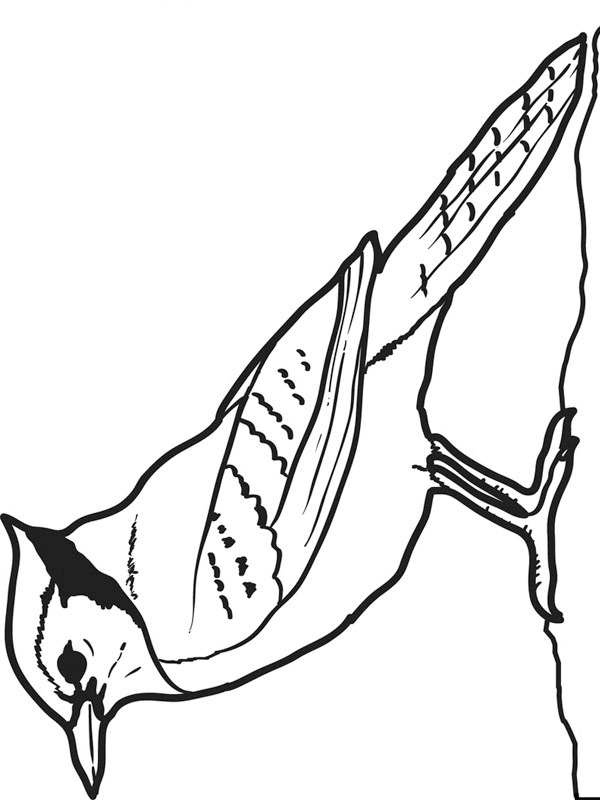 Bluerobin Coloring page