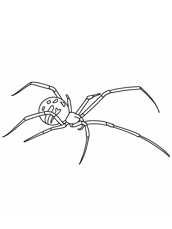 Brown Widow Coloring page