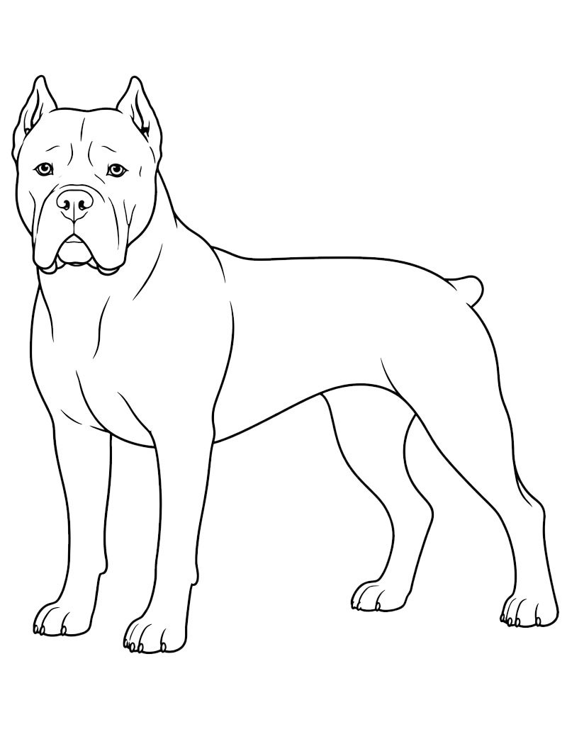 Cane corso Coloring page