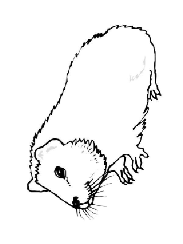 guinea pig Coloring page