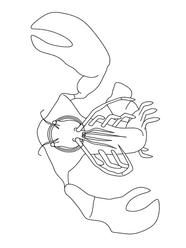 Clawrenzo (Garten of Banban) Coloring page Clawrenzo (Garten of Banban) Coloring page