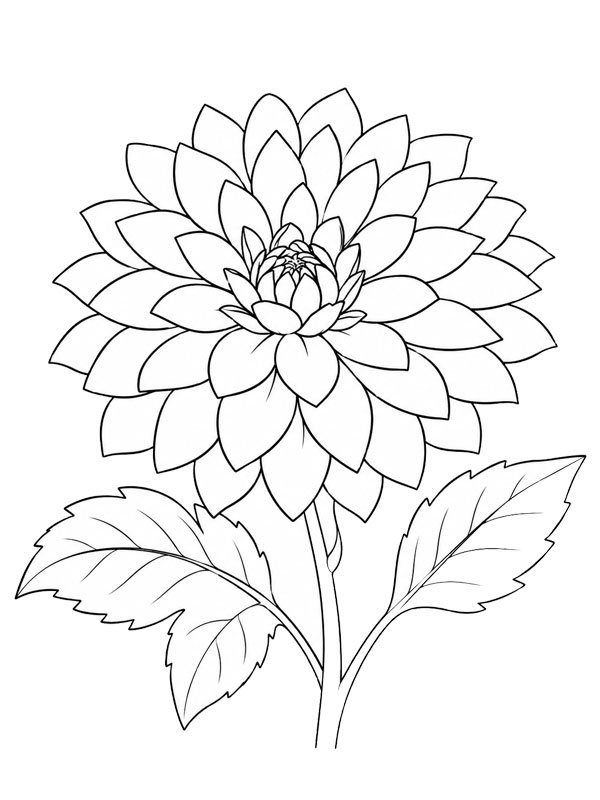 Dahlia Coloring page