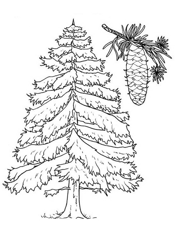 Spruce tree Coloring page
