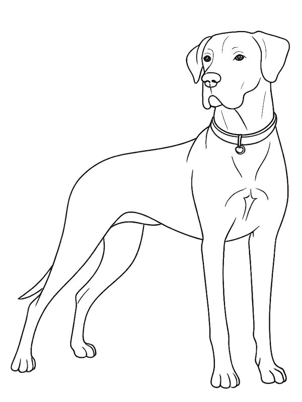 Great Dane Coloring page