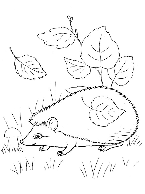 Hedgehog in leaves Coloring page