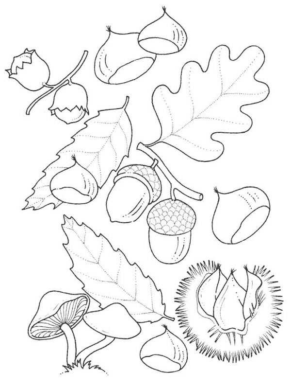 Oak leaves Coloring page