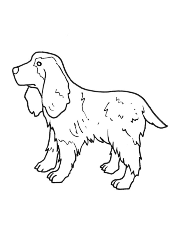 English Cocker Spaniel Coloring page English Cocker Spaniel Coloring page
