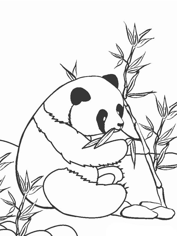 Panda is eating Coloring page