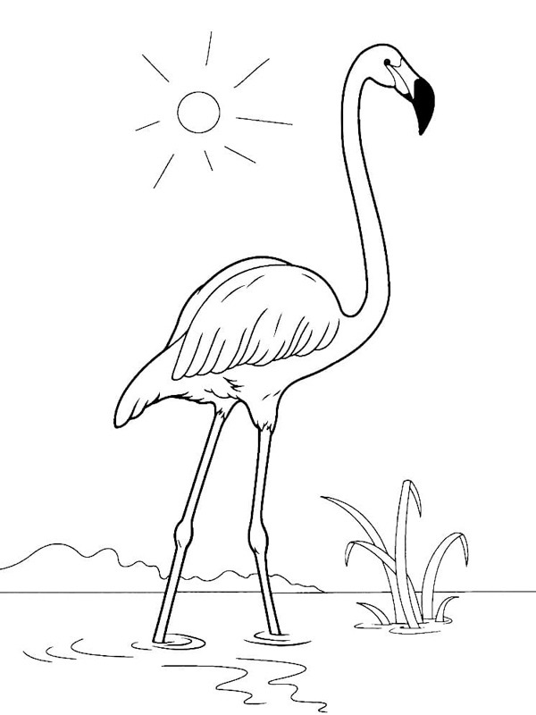 Flamingo in the water Coloring page Flamingo in the water Coloring page